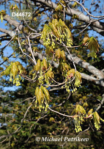 Sugar Maple (Acer saccharum)